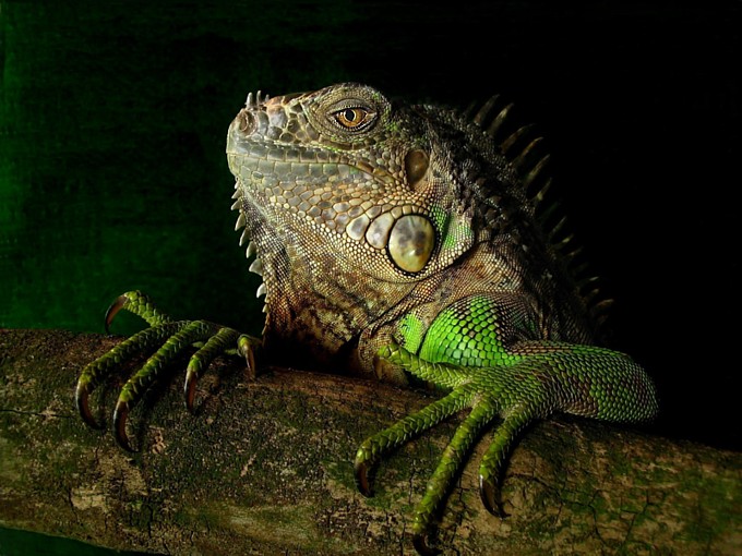 Iguana Iguana Rhinolopha