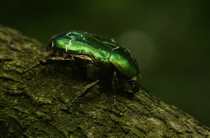 macro na heliosie