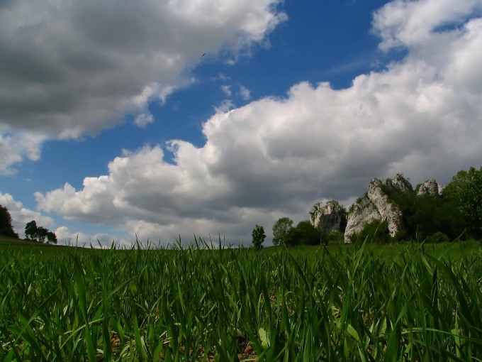 Jura krakowsko-częstochowska (Jerzmanowice)