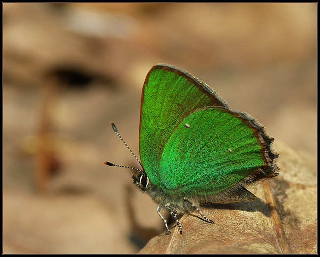 Zieleńczyk ostrężyniec (Callophrys rubi)