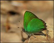 Zieleńczyk ostrężyniec (Callophrys rubi)