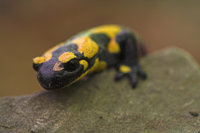 Salamandra