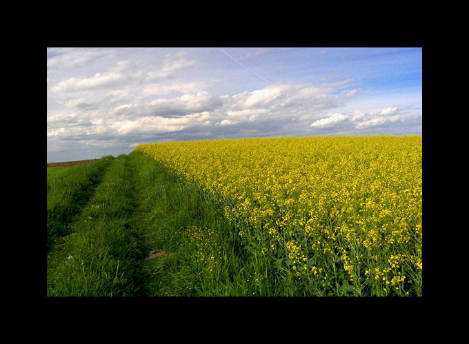 fields of silent