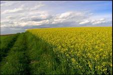 fields of silent