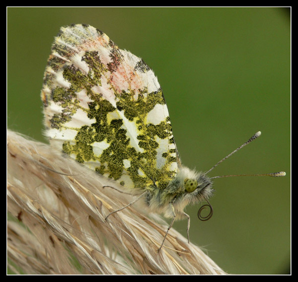 Motyl 2