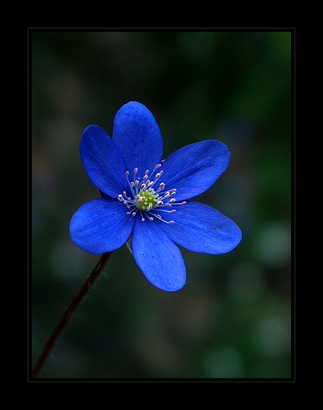 Przylaszczka pospolita - Hepatica nobilis