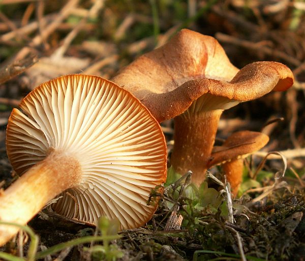 Clitocybe sinopica