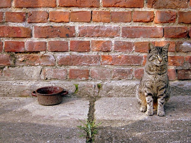 miała być pełna miska a nie ma co włożyć do pyska