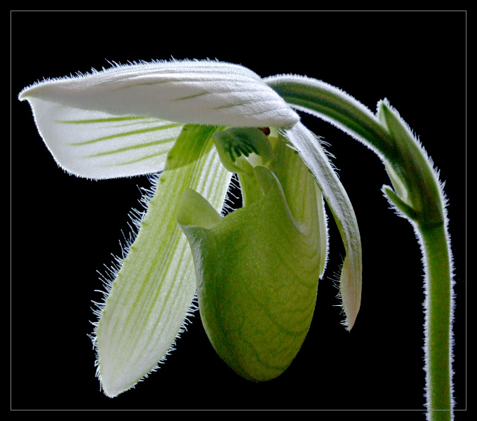 Paphiopedilum 3