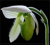 Paphiopedilum 3