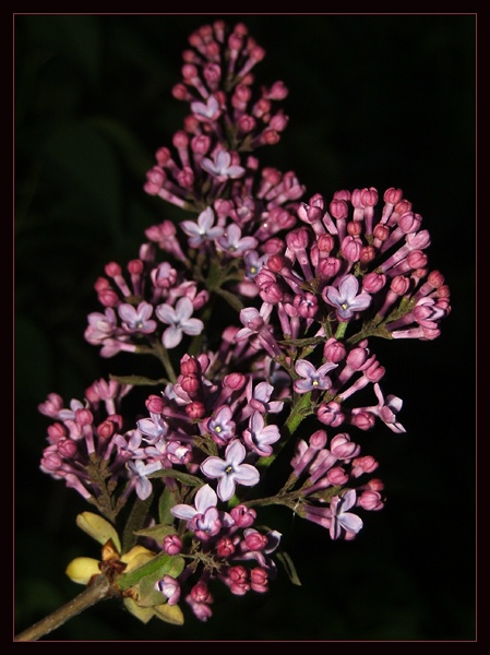 Syringa vulgaris