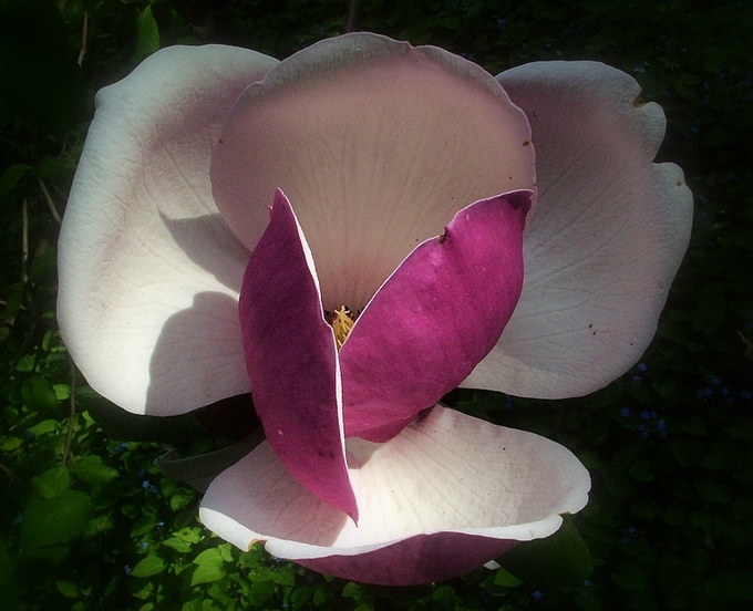 Magnolia 2