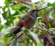 Calliope hummingbird (female)