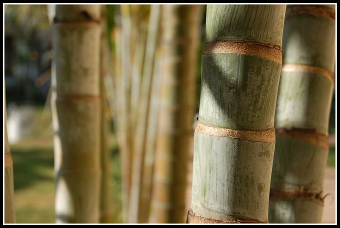 Bamboos with shadows