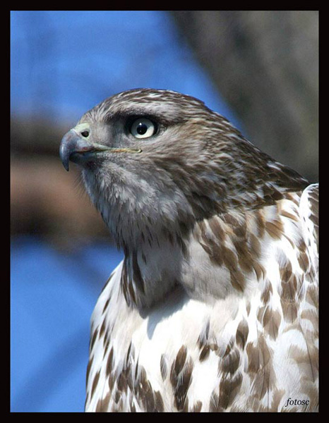 red- tailed hawk