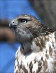 red- tailed hawk