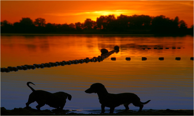 sunset with my pets