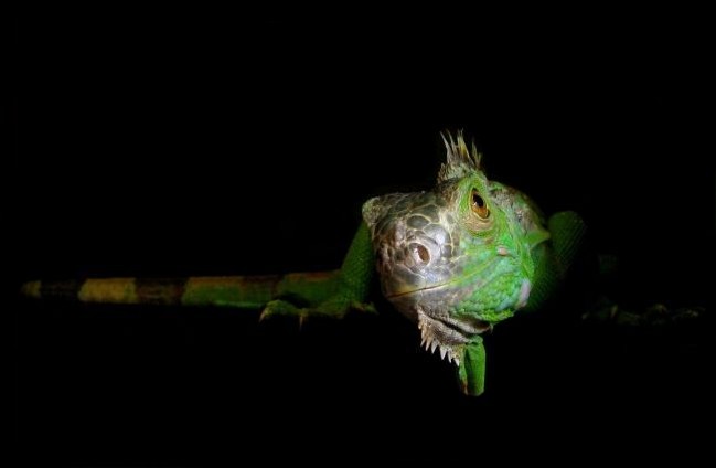 Iguana Iguana Rhinolopha