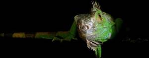 Iguana Iguana Rhinolopha