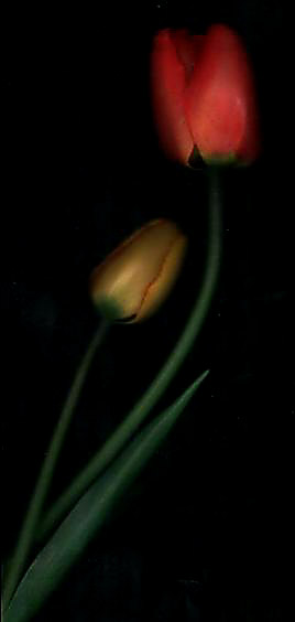 tulipanne