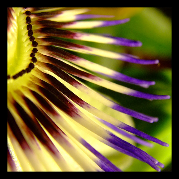 Passiflora