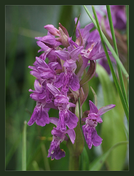 Dactylorhiza incarnata