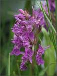 Dactylorhiza incarnata