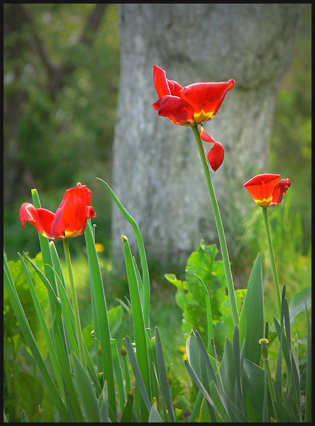 Tulipany bez liftingu