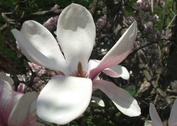 Magnolia