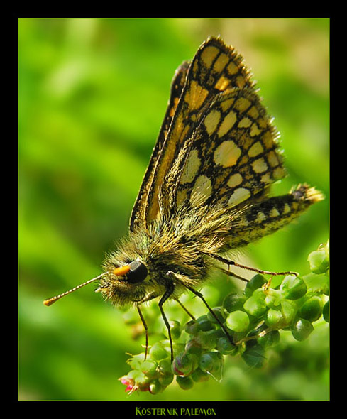 Carterocephalus palaemon