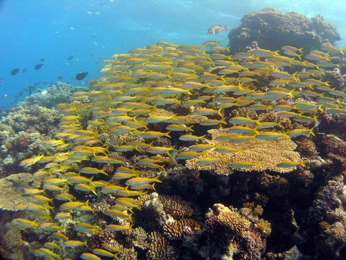 Yellowfin goatfish