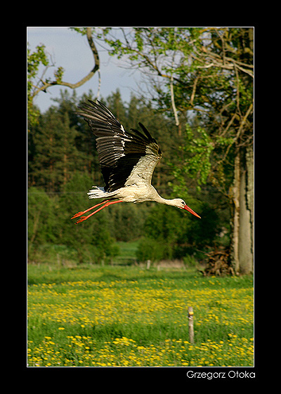 Nad podlaską łąką