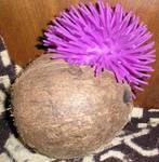 wow w kokosie jak ono tam wlazło