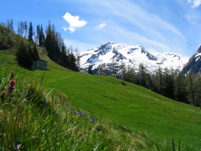 Alpejska łąka