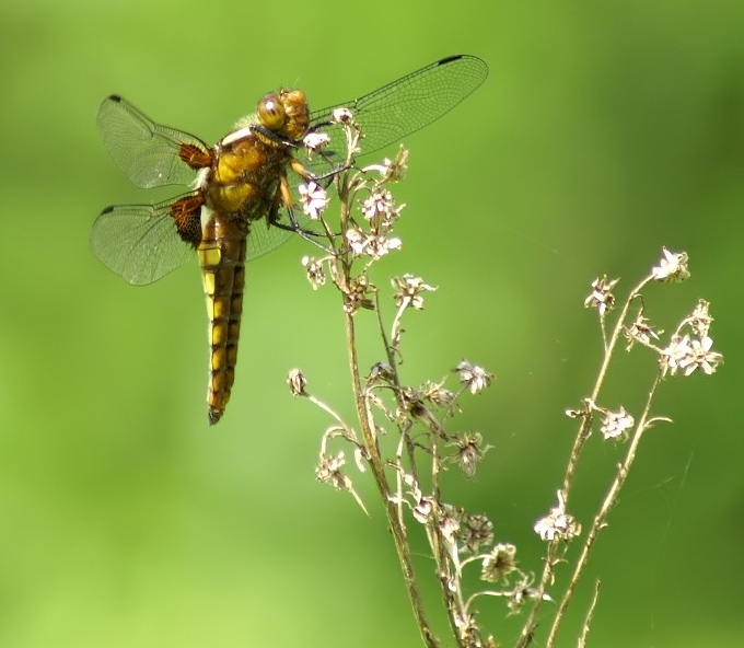 Ważka płaskobrzucha [Libellula depressa]