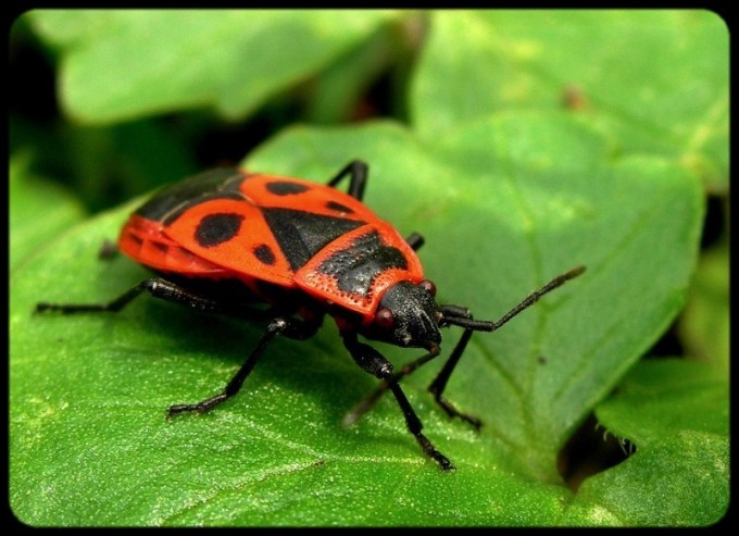 Pyrrhocoris apterus