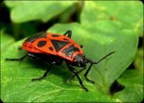 Pyrrhocoris apterus