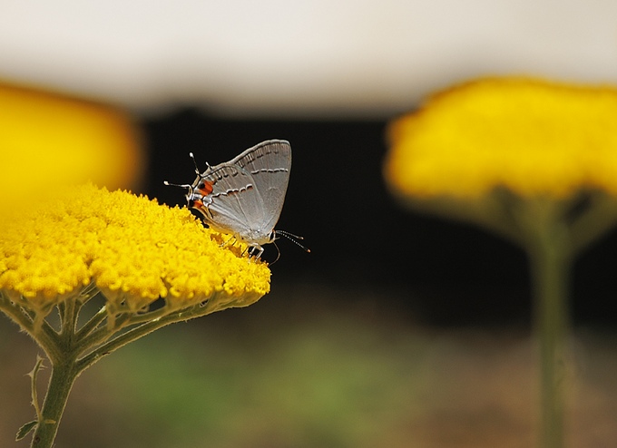 lunch on a yarrow