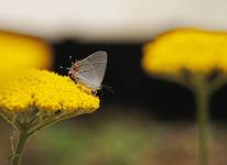 lunch on a yarrow