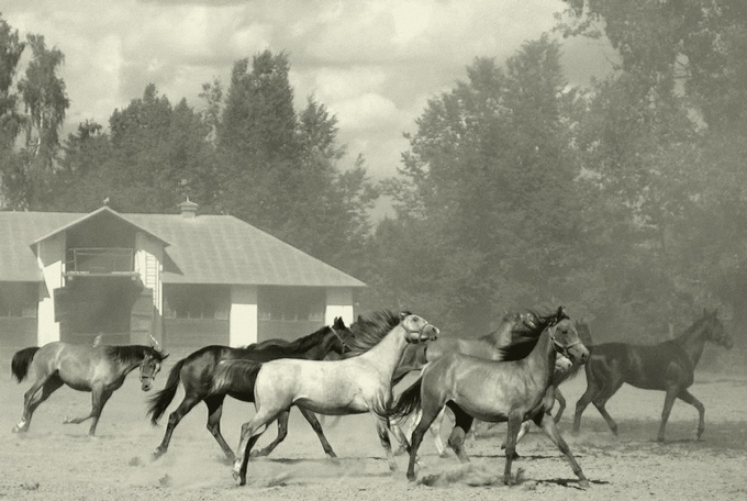 Janow Podlaski  lipiec 2005