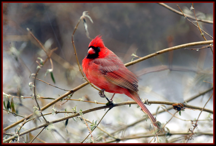 cardinal