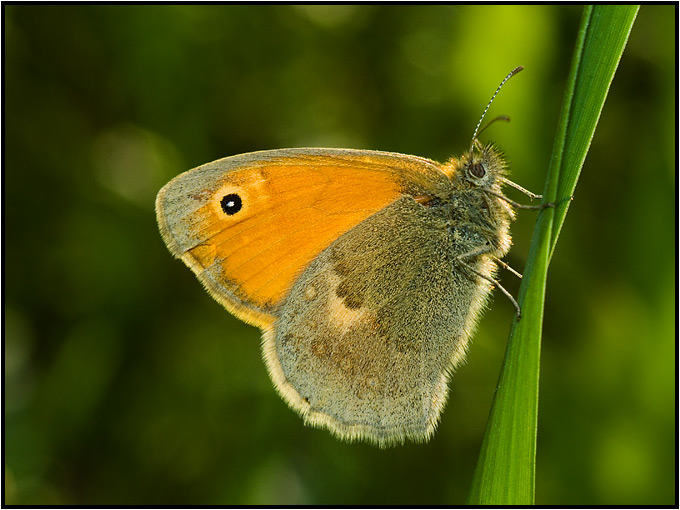 Motyl