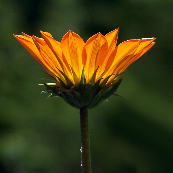 GAZANIA