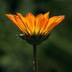 GAZANIA