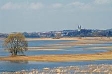 Narew wiosną