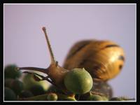 Snail