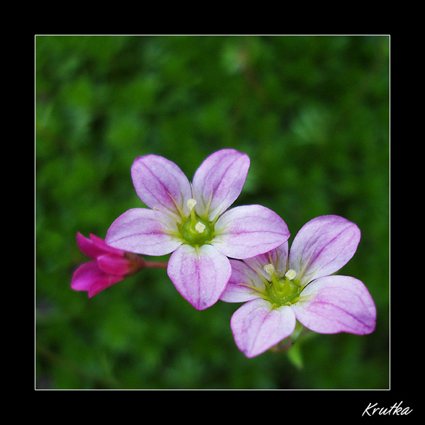 Saxifraga arendsii