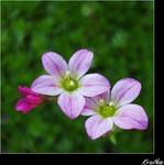 Saxifraga arendsii