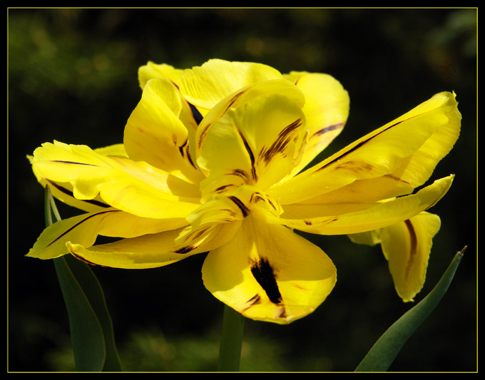 Yellow Tulip