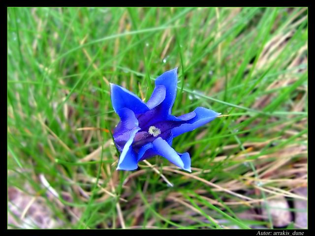 Dzwonek alpejski (łac.) Campanula alpina